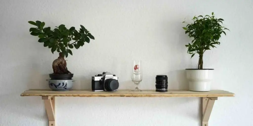 floating shelves for plants